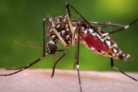 Fat molecules on the skin are mosquito magnets – •