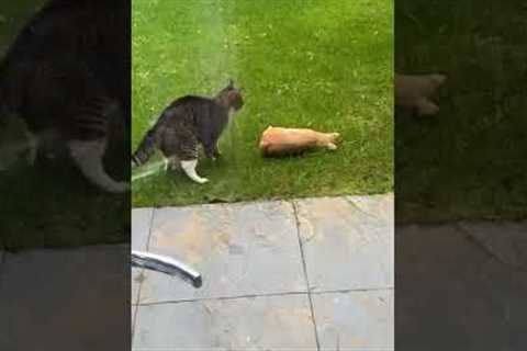 Feisty Cat Attacks Statue of Fake Cat