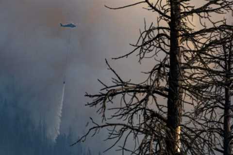 A third of southern Sierra forest lost to drought, wildfire