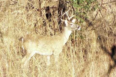 2022 Texas white-tailed deer season forecast: What to know