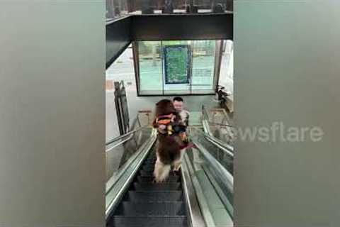 Frightened Malamute gets carried by owner up escalator in China