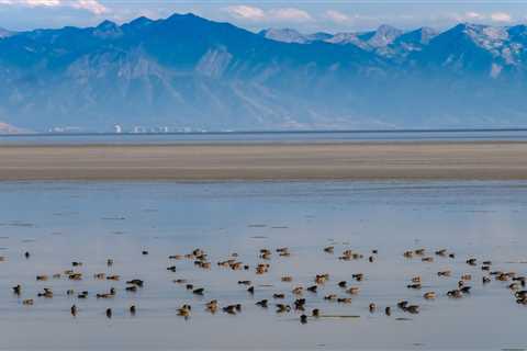 What Happens to Duck Hunting When the Great Salt Lake Dries Up?