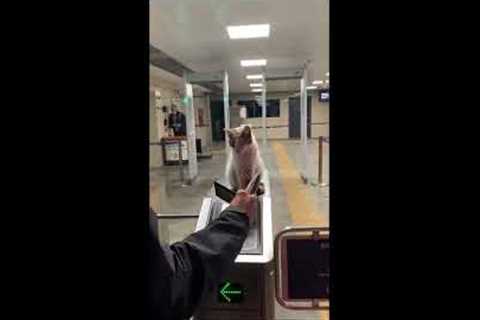 Guard cat oversees commuters entering subway station