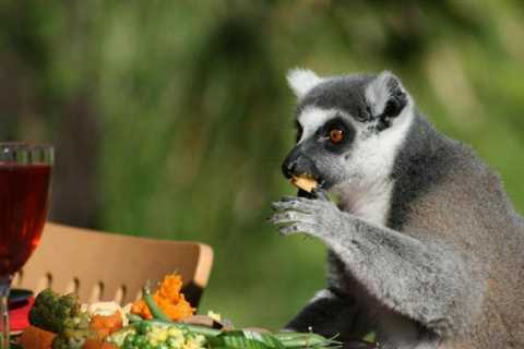 San Francisco Zoo animals’ Thanksgiving meal would possibly high yours |  the town