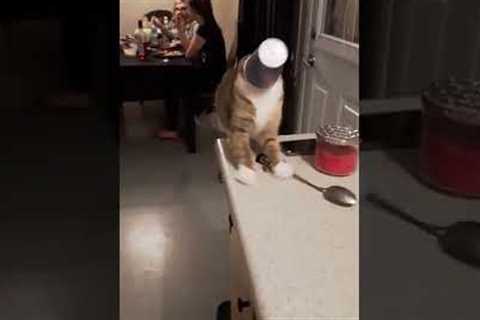 Cat gets head stuck in cup and falls of kitchen counter