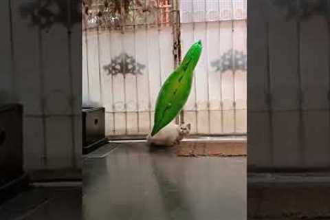 Cat freaks out over attached balloon