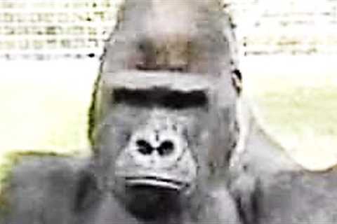 This Gorilla Learns Sign Language & Tells Humans The Chilling History Of What Happened To His..