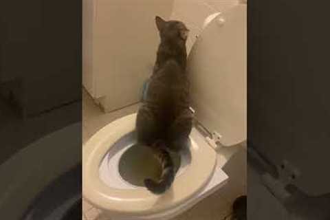 Hilarious cat takes potty training to new heights