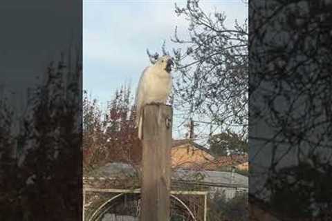 Hungry cockatoo lets out hilarious screams