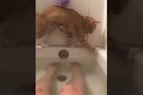 Cat hilariously fails at climbing over bathtub