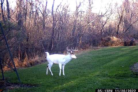 Pennsylvania Poacher Riles Local Community by Taking Rare Piebald Buck Out of Season