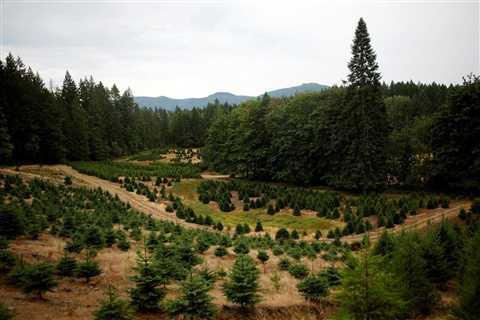 Climate change affecting Christmas trees in BC and beyond: expert