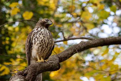 65-Year-Old Michigan Man Says He Poached Three Hawks to Spite His Utility Company