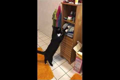 Cheeky cat removes towels from shelves so it can take a seat