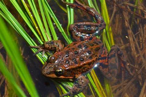 Certain funguses are deadly for frogs. Could ‘vaccinating’ them help?