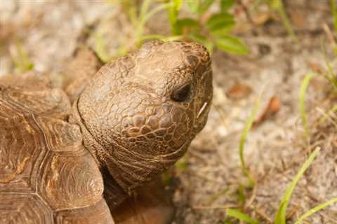 Devastation for Southwest Florida’s coastal gopher tortoises