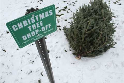 Here’s what to do to dispose of your Christmas tree