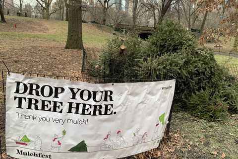 Turn Your Fir Into Food for New York City’s Trees – West Side Rag