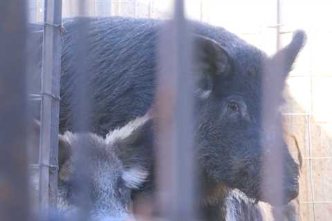 Feral hogs cause headaches for some in NE Austin