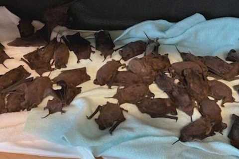 Over 1,000 bats plunge to ground in Houston amid frigid temps;  most are saved “minutes away from..