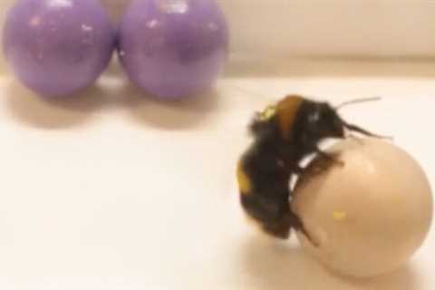 Bees like to roll little wooden balls as a form of play, study finds