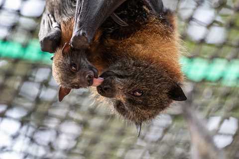 Over 700 Rescued Wild Bats Released in Houston, Texas After Being Exposed to Freezing Temperatures