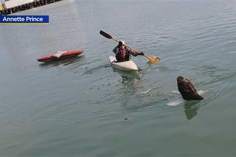 Bald eagle being treated after rescue from Waukegan Harbor