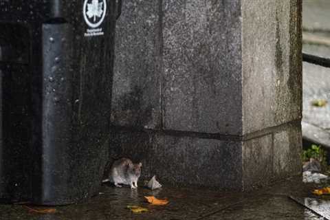 NYC mayor, a vocal rat opponent, faces more fines for rat infestation at Brooklyn property