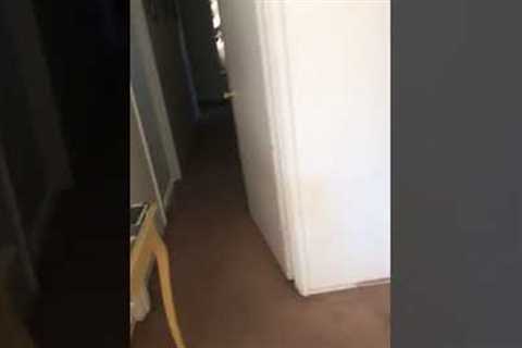 Woman finds dogs and husband in a screaming battle