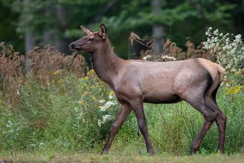 Elk Calf Poached on Cherokee Tribal Land, $6,000 Reward Offered