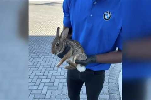 Bunny Rabbit Found in Car’s Undercarriage at Southwest Florida Dealership – NBC 6 South Florida