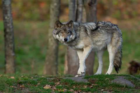 Lone Michigan Wolf Travels a Record-Setting 4,200 Miles Across Great Lakes Region