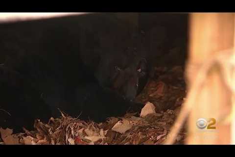 Bear hibernating under CT home