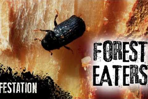 Destructive Bugs: The Forest Destroyer | Infestation | Episode 3