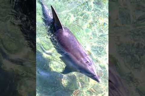 This Dolphin Did Something Incredible After Spotting This In The Water #shorts