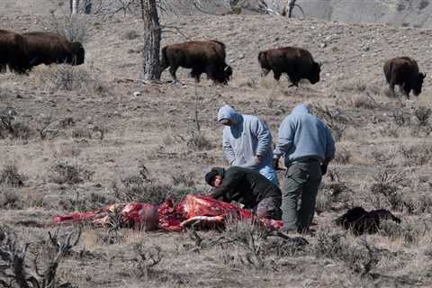 Bullet Fragment Grazes Tribal Hunter in “Freak Accident” During Bison Hunt Near Yellowstone