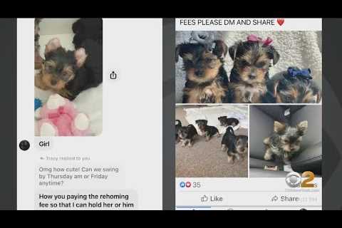 2 Tri-State Area residents targeted in puppy scam on Facebook