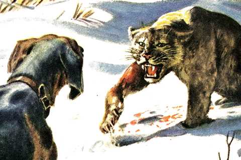 My Third and Final Showdown with the Cougar Called Bloody-Foot, From the Archives