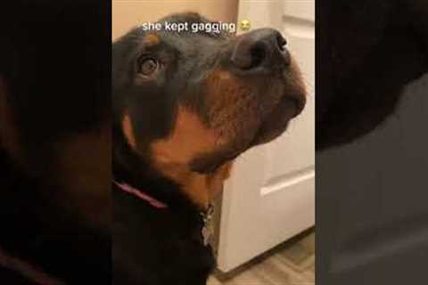 Disgusted rottweiler gags when owner uses toilet 😷