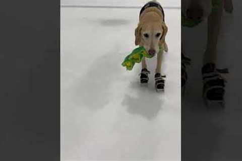 The world's first ice-skating dog