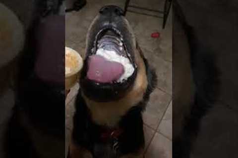 Ice cream obsessed dog bites soft serve off cone in one bite