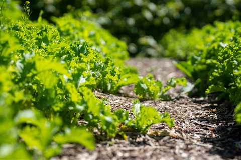 Unity Gardens offers free gardening classes in South Bend