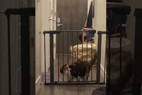 Chubby cat tries to fit through gate