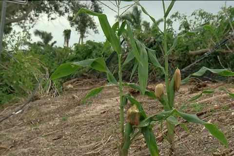 Mysterious corn stalks taking over Cape Coral woman’s yard