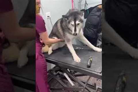 Husky gets all dramatic at the groomers