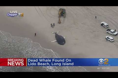 Dead whale found on Lido Beach