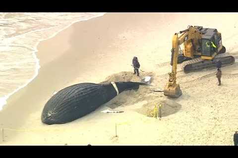 NOAA tracked whale for 4 decades before it washed up on Lido Beach