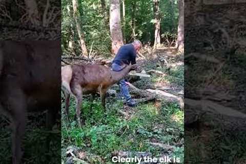 Friendly elk tries to get mans attention 🥰 #shorts