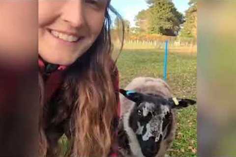 Sheep who thinks he's a dog has been trained to do a range of tricks