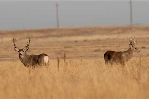 How to Tell a Mule Deer From a Whitetail